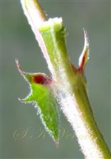 Stipules